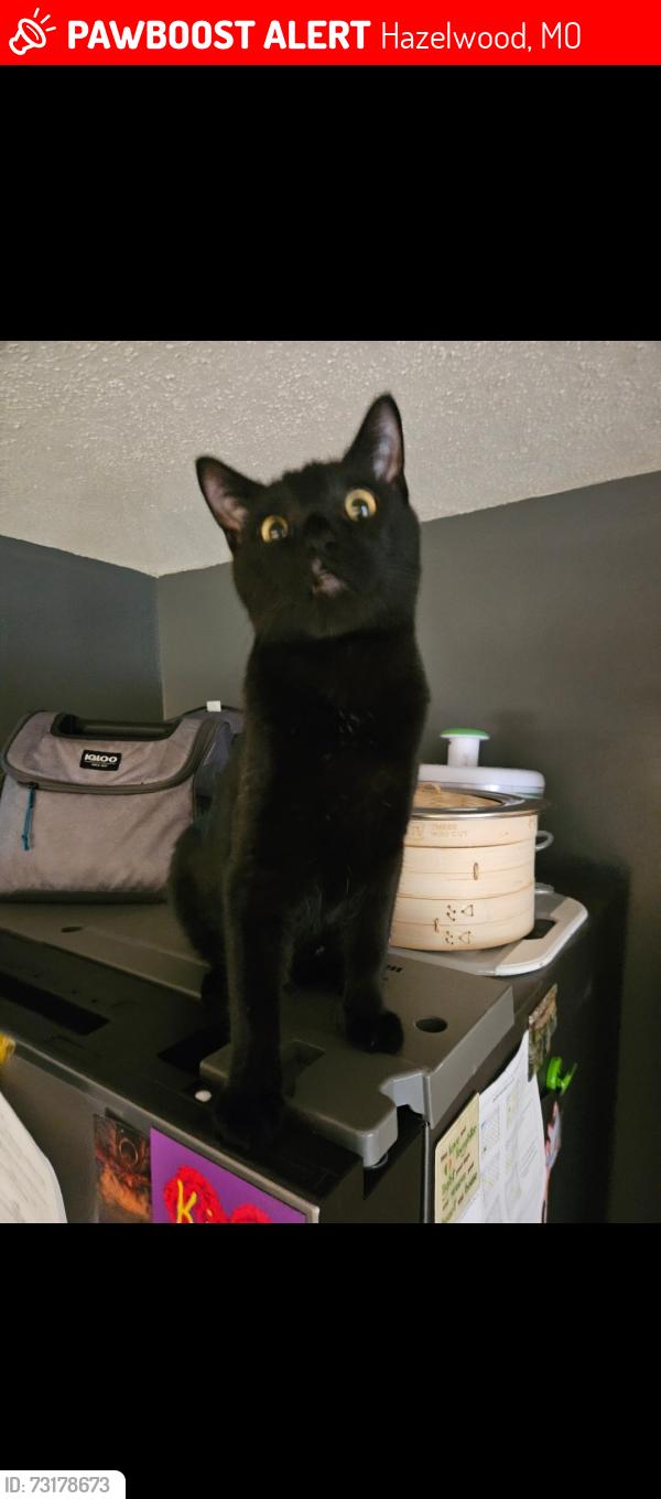 Lost Male Cat last seen Leaf crest dr and Rose Crest, Hazelwood, MO 63042
