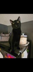 Lost Male Cat last seen Leaf crest dr and Rose Crest, Hazelwood, MO 63042