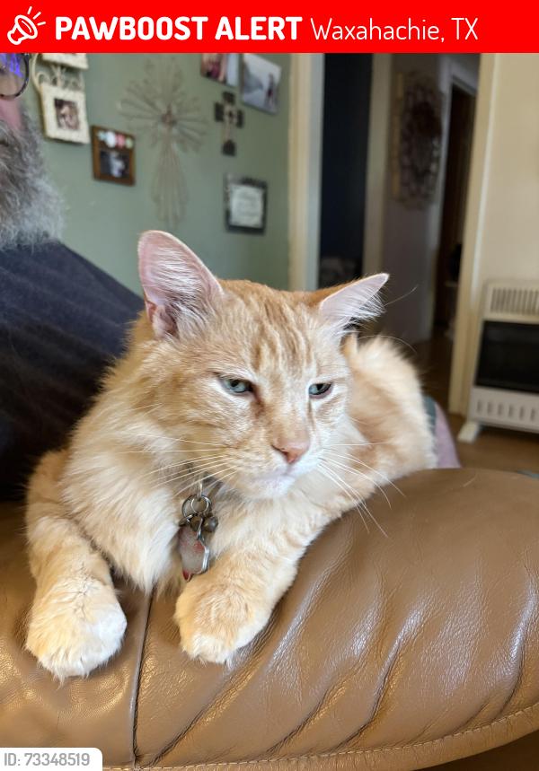 Lost Male Cat last seen Monticello, Waxahachie, TX 75165