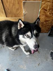 Found/Stray Male Dog last seen Cimarron Parkway, Harris County, TX 77450
