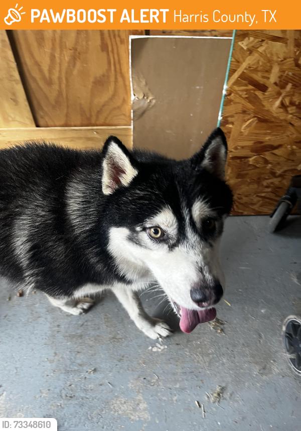 Found/Stray Male Dog last seen Cimarron Parkway, Harris County, TX 77450