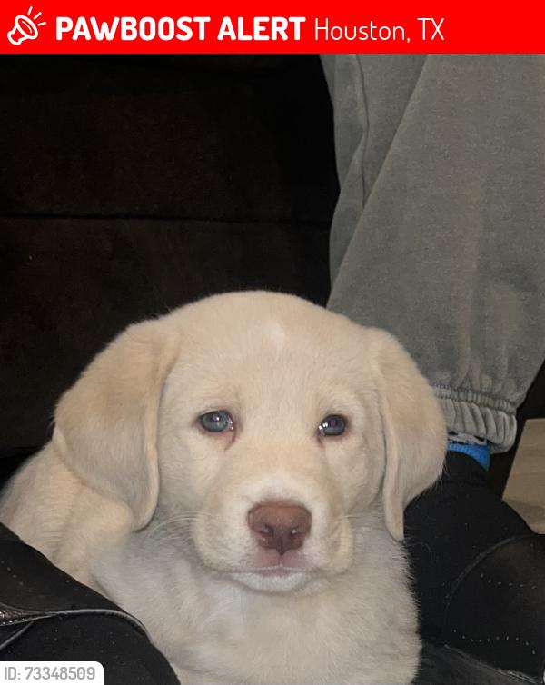 Lost Male Dog last seen Willowwood, Houston, TX 77086