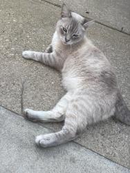 Reunited Male Cat last seen West 117, Cleveland, OH 44102
