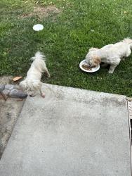 Reunited Female Dog last seen Mission and Frazee, Oceanside, CA 92057