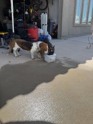 Reunited Unknown Dog last seen Dochester and Bob Hope, El Paso, TX 79936