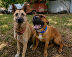 Lost Unknown Dog last seen Chickadee dr and Sparrow Ct, Balch Springs, TX 75180
