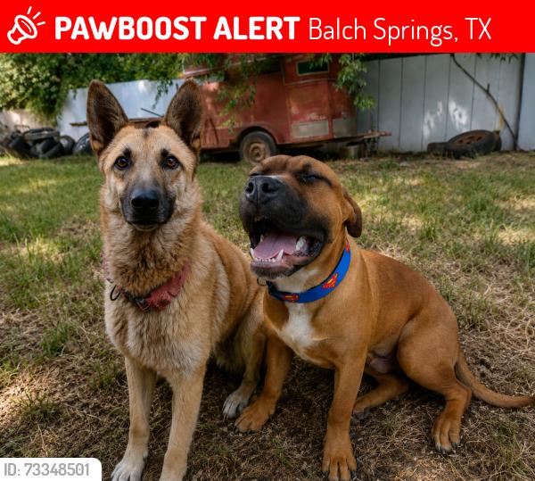 Lost Unknown Dog last seen Chickadee dr and Sparrow Ct, Balch Springs, TX 75180