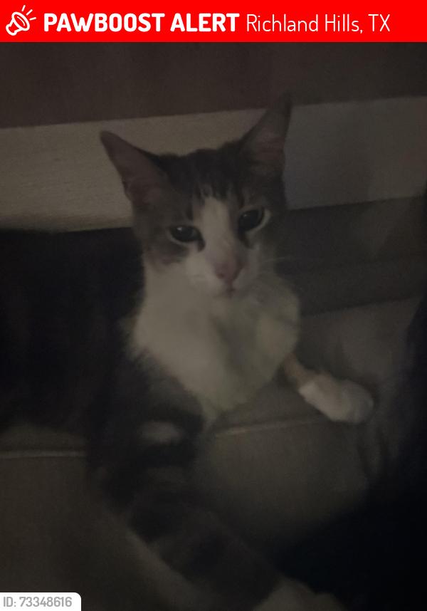 Lost Male Cat last seen Dreeben and. Cities. Near baker blvd, Richland Hills, TX 76118