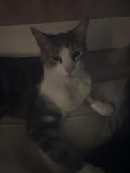 Lost Male Cat last seen Dreeben and. Cities. Near baker blvd, Richland Hills, TX 76118