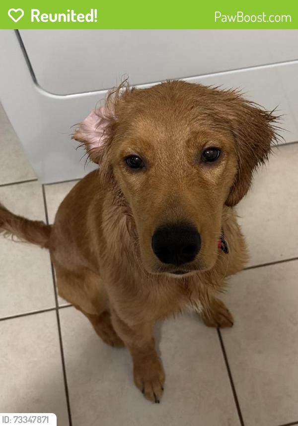 Reunited Female Dog last seen Holiday Ln, North Richland Hills, TX, USA, North Richland Hills, TX 76180