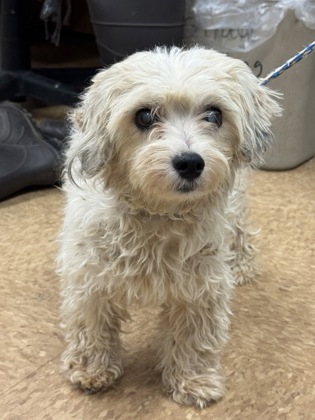 Shelter Stray Female Dog last seen Road 27 and Avenue 12, Madera County, CA, 205 Tozer St, Madera, CA 93638, USA
