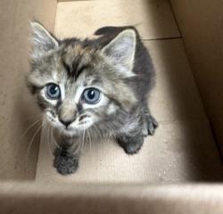 Shelter Stray Female Cat last seen Falls Church, VA, 22041, SeminaryRd/ScovilleSt, Fairfax County, VA, 4500 West Ox Rd, Fairfax, VA 22030, USA