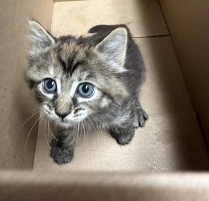 Shelter Stray Female Cat last seen Falls Church, VA, 22041, SeminaryRd/ScovilleSt, Fairfax County, VA, 4500 West Ox Rd, Fairfax, VA 22030, USA