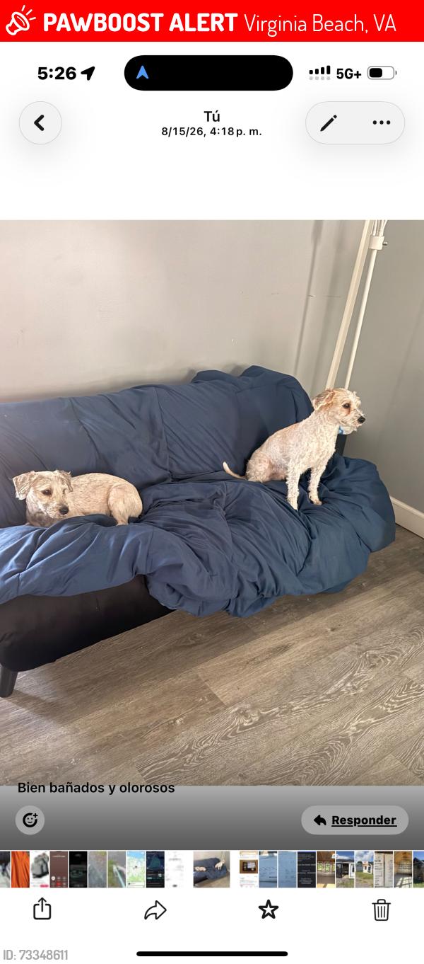 Lost Male Dog last seen Near holland dr, Virginia Beach, VA 23462