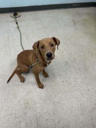 Shelter Stray Male Dog last seen , Gulfport, MS, 2615 25th Ave, Gulfport, MS 39501, USA