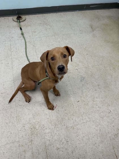 Shelter Stray Male Dog last seen , Gulfport, MS, 2615 25th Ave, Gulfport, MS 39501, USA