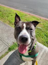 Shelter Stray Male Dog last seen Near 15th Ave W, Seattle, WA, 2061 15th Ave W, Seattle, WA 98119, USA