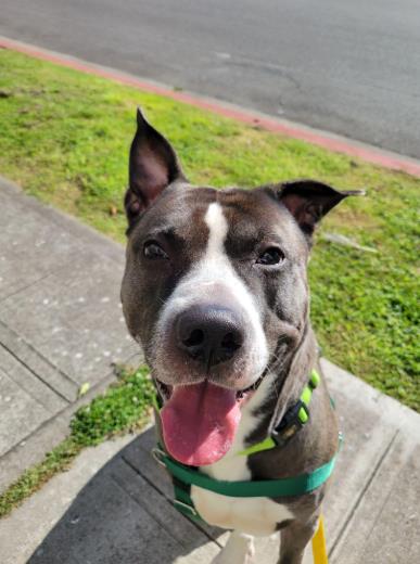 Shelter Stray Male Dog last seen Near 15th Ave W, Seattle, WA, 2061 15th Ave W, Seattle, WA 98119, USA