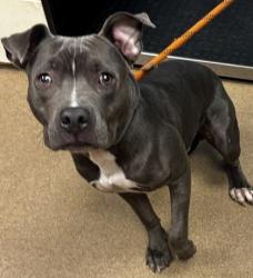 Shelter Stray Male Dog last seen Near Montreal Rd, Clarkston, GA 30021, 30021, GA, 3280 Chamblee Dunwoody Rd, Chamblee, GA 30341, USA