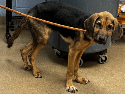 Shelter Stray Male Dog last seen Near Kensington Rd Decatur, 30032, 30032, GA, 3280 Chamblee Dunwoody Rd, Chamblee, GA 30341, USA
