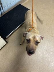 Shelter Stray Female Dog last seen Near North Hairston RD, Stone Mountain, GA, 30083, 30083, GA, 3280 Chamblee Dunwoody Rd, Chamblee, GA 30341, USA
