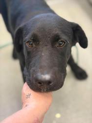 Shelter Stray Male Dog last seen Near Laney Dr, Longview, City of, TX, 303 H G Mosley Pkwy, Longview, TX 75604, USA