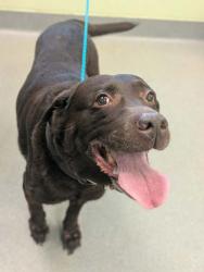 Shelter Stray Unknown Dog last seen Corner of Hawkins and McCann, Longview, City of, TX, 303 H G Mosley Pkwy, Longview, TX 75604, USA
