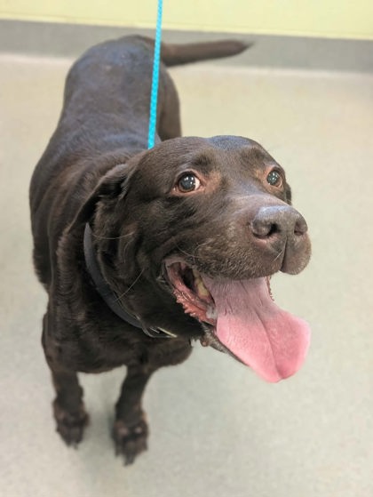 Shelter Stray Unknown Dog last seen Corner of Hawkins and McCann, Longview, City of, TX, 303 H G Mosley Pkwy, Longview, TX 75604, USA