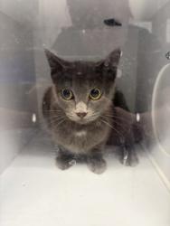 Shelter Stray Female Cat last seen Near N Green St, Longview, City of, TX, 303 H G Mosley Pkwy, Longview, TX 75604, USA
