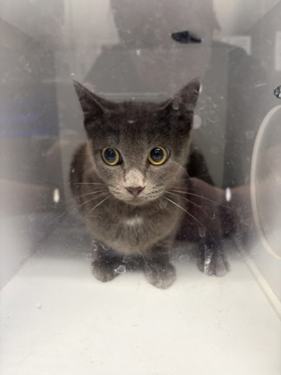 Shelter Stray Female Cat last seen Near N Green St, Longview, City of, TX, 303 H G Mosley Pkwy, Longview, TX 75604, USA