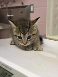 Shelter Stray Male Cat last seen Near N Green St, Longview, City of, TX, 303 H G Mosley Pkwy, Longview, TX 75604, USA