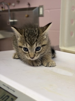 Shelter Stray Male Cat last seen Near N Green St, Longview, City of, TX, 303 H G Mosley Pkwy, Longview, TX 75604, USA