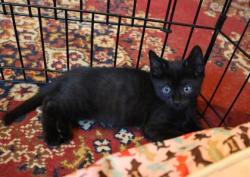 Shelter Stray Male Cat last seen Near Giles Road, 21225, MD, 2490 Giles Rd, Baltimore, MD 21225, USA