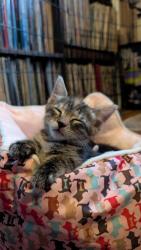 Shelter Stray Female Cat last seen Near Giles RD, 21225,, 2490 Giles Rd, Baltimore, MD 21225, USA