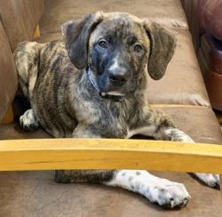 Shelter Stray Male Dog last seen Red Tail Ln, Horry County, SC, 409 Bay St, North Myrtle Beach, SC 29582, USA