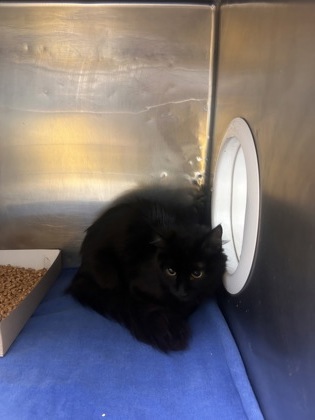 Shelter Stray Female Cat last seen Near McCombs, CITY of El Paso, TX, 5001 Fred Wilson Ave, El Paso, TX 79906, USA