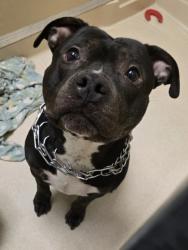 Shelter Stray Male Dog last seen 1000's n b street, Hamilton, OH, 1820 Princeton Rd, Hamilton, OH 45011, USA