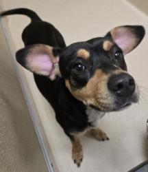 Shelter Stray Female Dog last seen HUDSON AVE, Hamilton, OH, 1820 Princeton Rd, Hamilton, OH 45011, USA