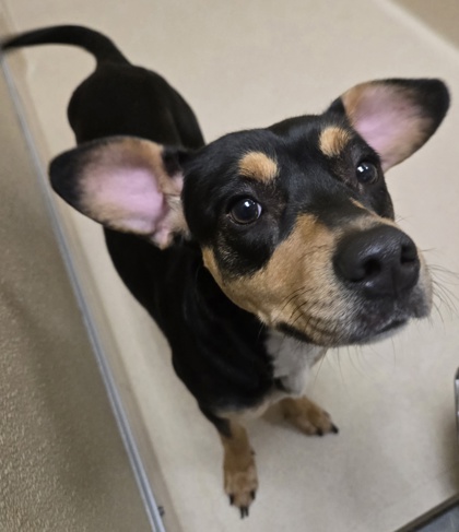 Shelter Stray Female Dog last seen HUDSON AVE, Hamilton, OH, 1820 Princeton Rd, Hamilton, OH 45011, USA