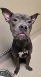Shelter Stray Female Dog last seen New london, Hamilton, OH, 1820 Princeton Rd, Hamilton, OH 45011, USA