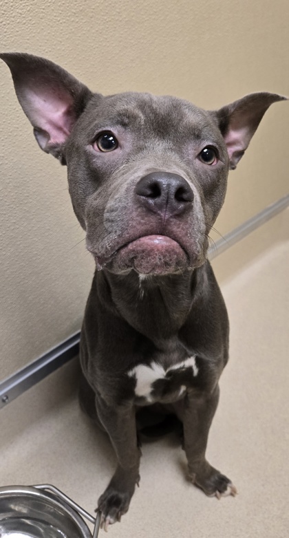 Shelter Stray Female Dog last seen New london, Hamilton, OH, 1820 Princeton Rd, Hamilton, OH 45011, USA