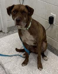 Shelter Stray Male Dog last seen Near Walrond Ave, 64132, MO, 7077 Elmwood Ave, Kansas City, MO 64132, USA