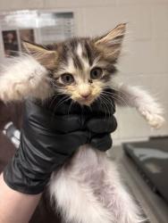 Shelter Stray Female Cat last seen Near kimberlin heights rd, Knox County GP, TN, 3201 Division St, Knoxville, TN 37919, USA