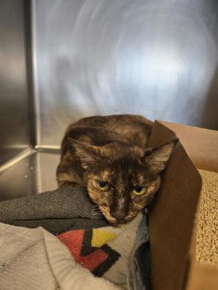 Shelter Stray Female Cat last seen GERRY WY & PALM AV, Roseville City, CA, 200 Tahoe Ave, Roseville, CA 95678, USA
