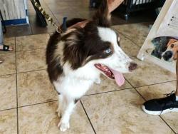 Shelter Stray Male Dog last seen Near blk Deercreek Ln, City of Leander, TX, 1855 SE Inner Loop, Georgetown, TX 78626, USA