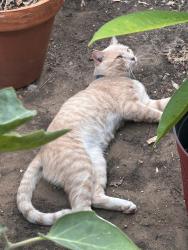 Found/Stray Male Cat last seen Loves, Fort Worth, TX 76140