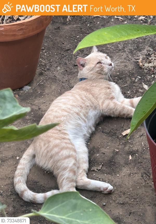 Found/Stray Male Cat last seen Loves, Fort Worth, TX 76140