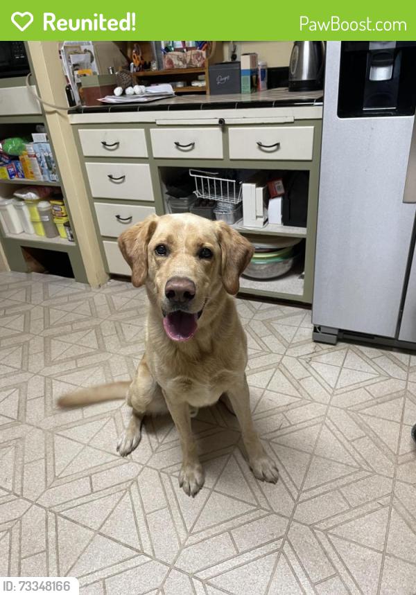 Reunited Male Dog last seen SW Derry Dell Ct, Tigard, OR 97223