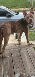 Found/Stray Male Dog last seen E Innis ave, Columbus, OH 43207