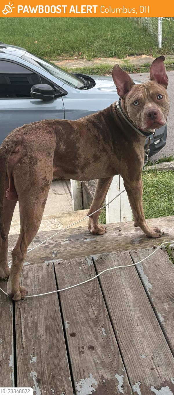 Found/Stray Male Dog last seen E Innis ave, Columbus, OH 43207